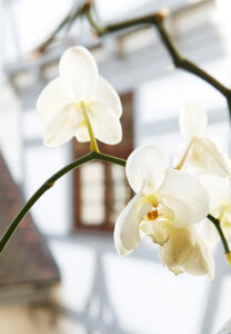 ZahnarztpraxisimGindele_Blume
